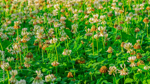 Fresh and dry white clover flowers are in a green meadow. Summer morning.