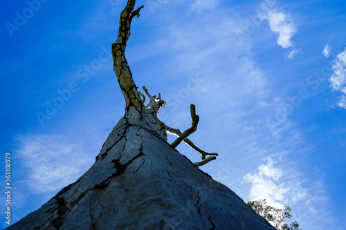 Fototapeta Dramatic view: looking up along the trunk of an old dead tree with branches silhouetted against a vivid blu sky with wispy clouds