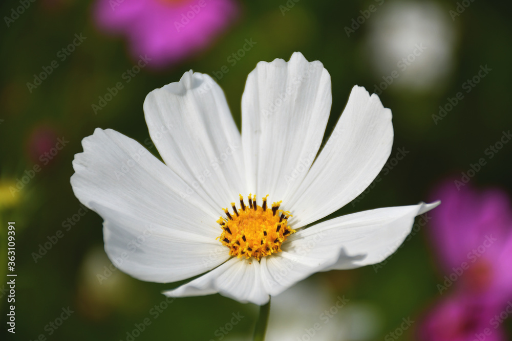 Beautiful wildflowers. Macro shot. Close-up. Beautiful wildflowers. Macro shot. Close-up.