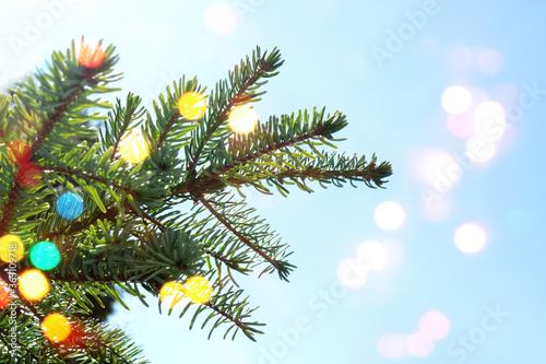 Green fir tree branch closeup, lights bokeh