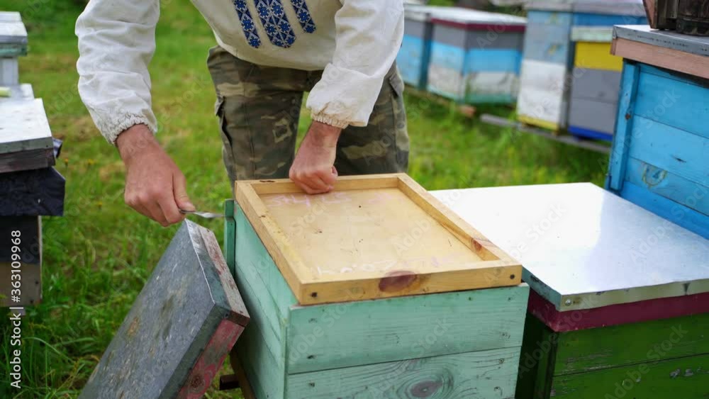 Beekeeper opens beehive. Apiculturist working on apiary with hives. Farmer using special tool opens beehive. Beekeeping concept. Beekeeper opens beehive. Apiculturist working on apiary with hives. Farmer using special tool opens beehive. Beekeeping concept.