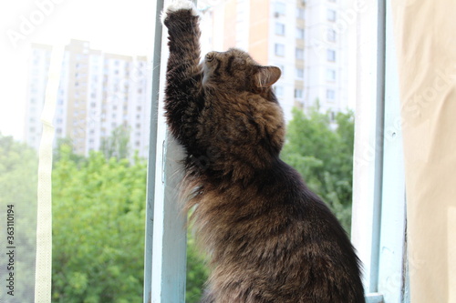 fluffy cat on the windowsill stretches