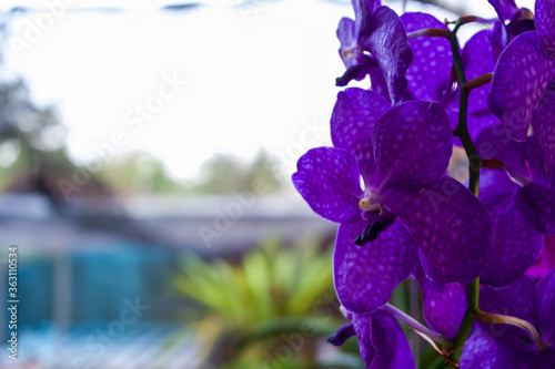 Ascocenda orchids flowers or known as Prince Mikasa Sapphire in purple colored. Photographed at close range on the right side of the frame with blurred background. Text and copy space are available. photo