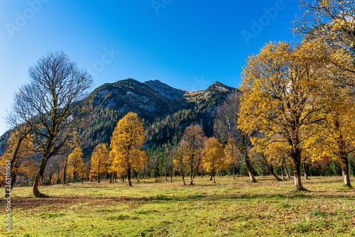 maple trees at Ahornboden  Karwendel mountains  Tyrol  Austria