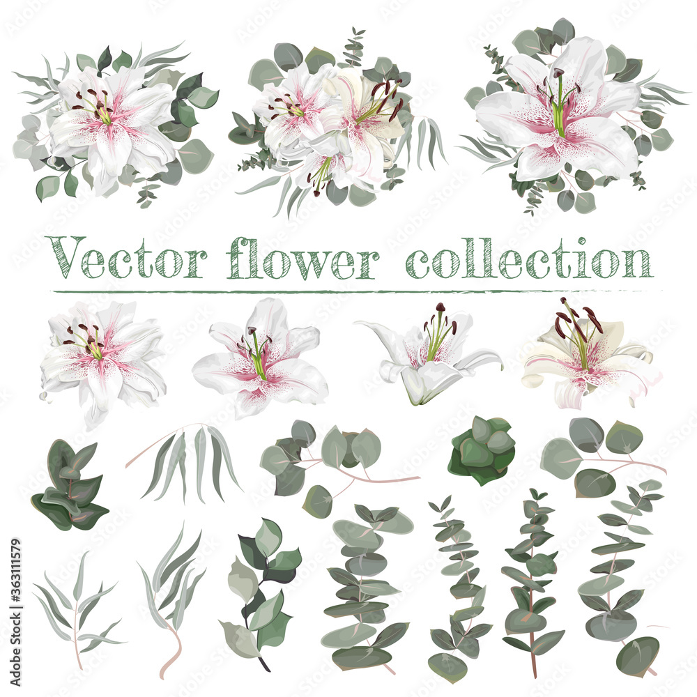 Vector flower set. White lilies with pink drops. Different plants and leaves, eucalyptus, berries. Each element separately on a white background.