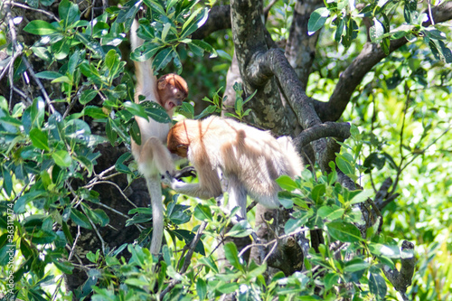 Nasenaffe in Borneo