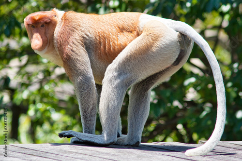 Nasenaffe in Borneo photo