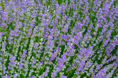 lavender flowers that smell beautiful on the green plain