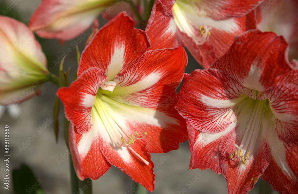 exotic flower, from an island in the Mediterranean
exotic flower, from an island in the Mediterranean