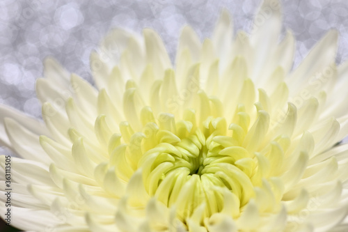 white chrysanthemum flower on silver background