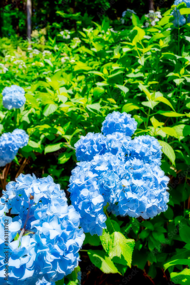 【梅雨イメージ】梅雨晴れの日のアジサイ