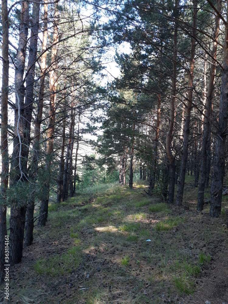 Fototapeta premium coniferous planting