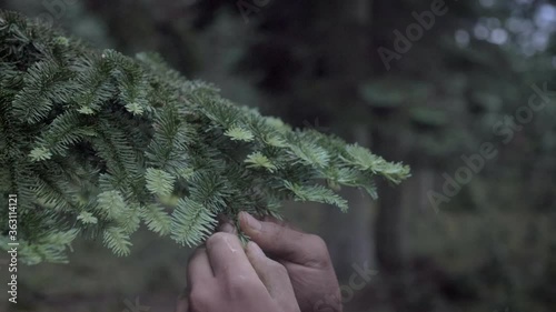 Collecting pine needles for natural tea, Static Close-up photo