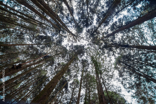up view of tall pine forest
