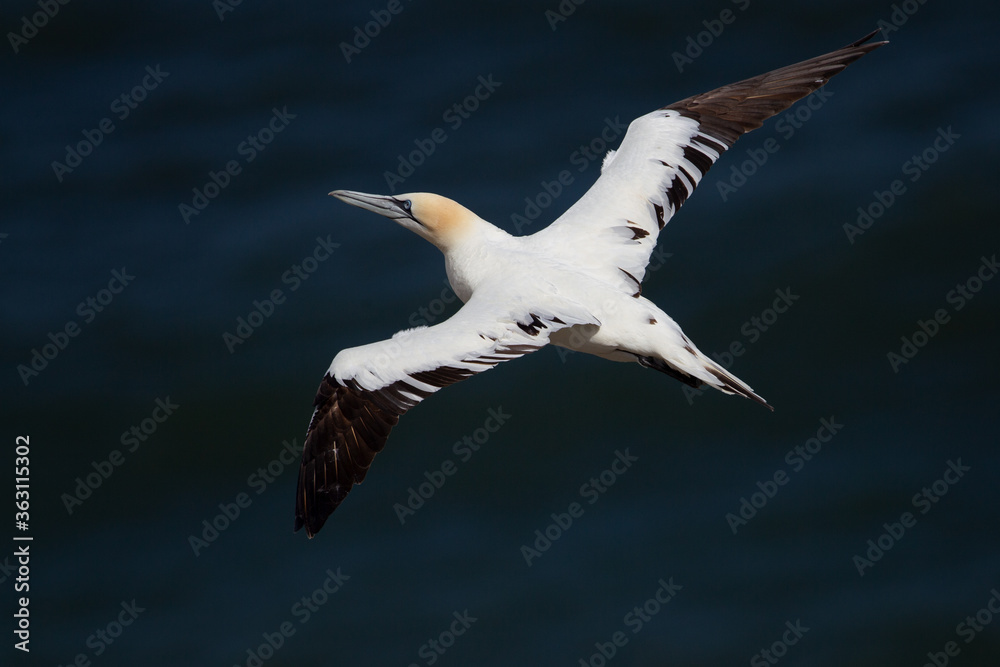 Obraz premium Northern Gannet flying by the cliffs of Bempton Cliffs, Flamborough Head, East Yorkshire, UK