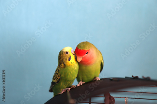 The moment of tenderness between a parrots of different species - budgerigar (parakeet) and rosy-faced lovebird. Two parrots, appear as one is whispering in another's ear