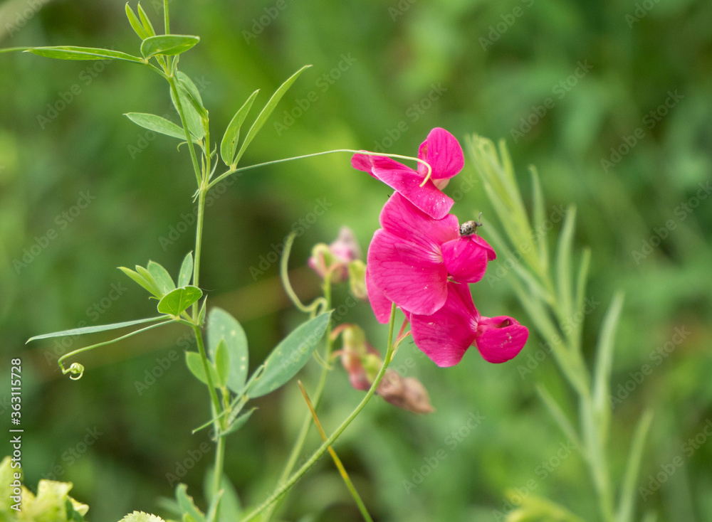 Pink subtle bean plant flower with a thin stalk and antennae for wrapping around other plants. Pink subtle bean plant flower with a thin stalk and antennae for wrapping around other plants.