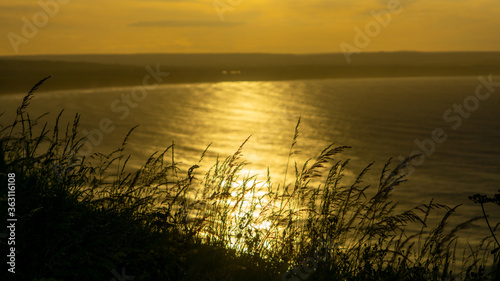 The sunsets through grass seed heads near Thornwick Bay  Flamborough Head  East Yorkshire