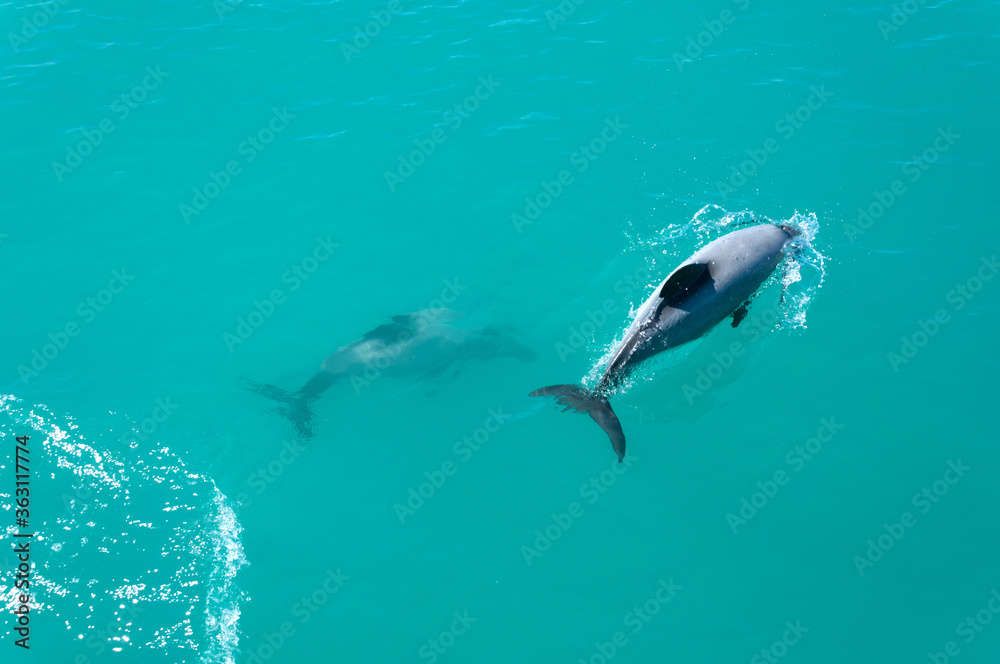 Fototapeta premium Endemic Hector's dolphins (Cephalorhynchus hectori) playing and jumping in clear turquoise waters of Pacific Ocean near Kaikoura, Marlborough Region, South Island, New Zealand