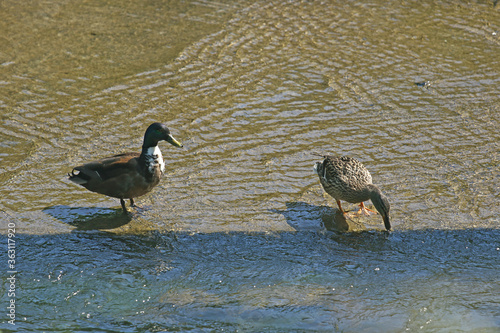 Stock-Ente