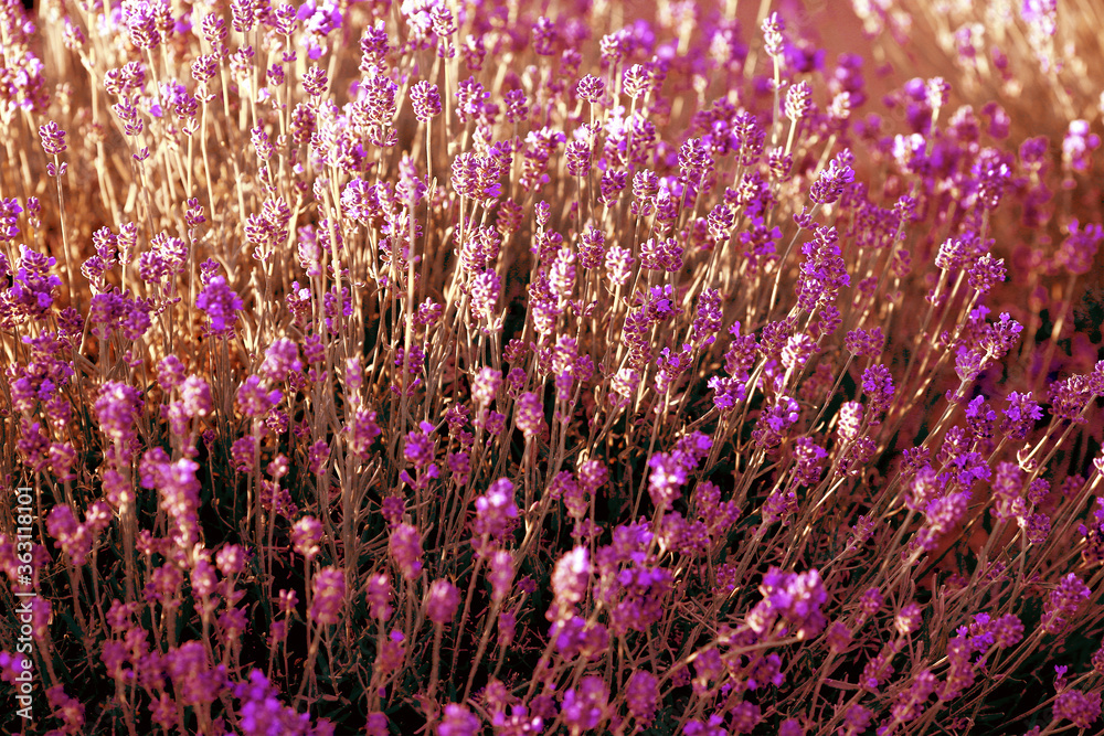 Obraz premium Bright lavender blooming on the field on a summer day. Close-up. Background of lavender at sunset. Summer concept.