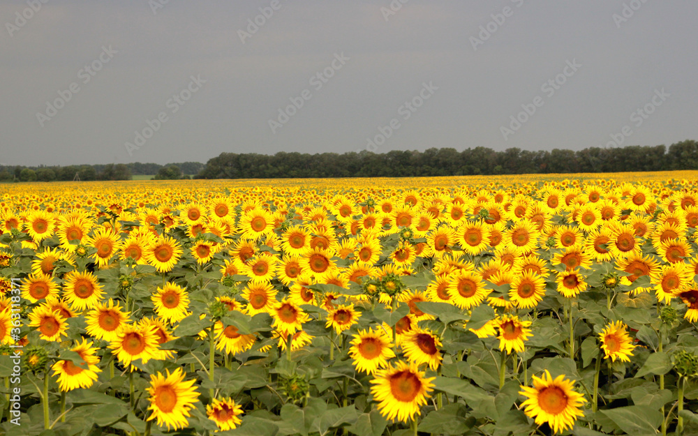 Obraz premium sunflower 