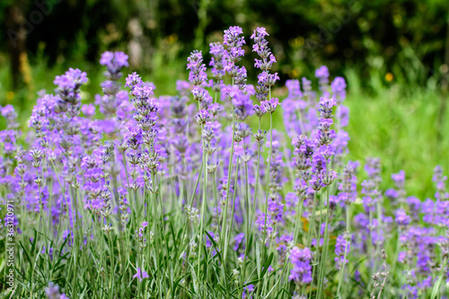 Many small blue lavender flowers in a sunny summer day in Scotland, United Kingdom, with selective focus, beautiful outdoor floral background.