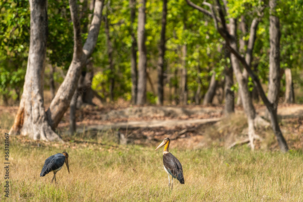 Lesser adjutant stork or Leptoptilos javanicus at bandhavgarh national park or tiger reserve madhya pradesh india Lesser adjutant stork or Leptoptilos javanicus at bandhavgarh national park or tiger reserve madhya pradesh india