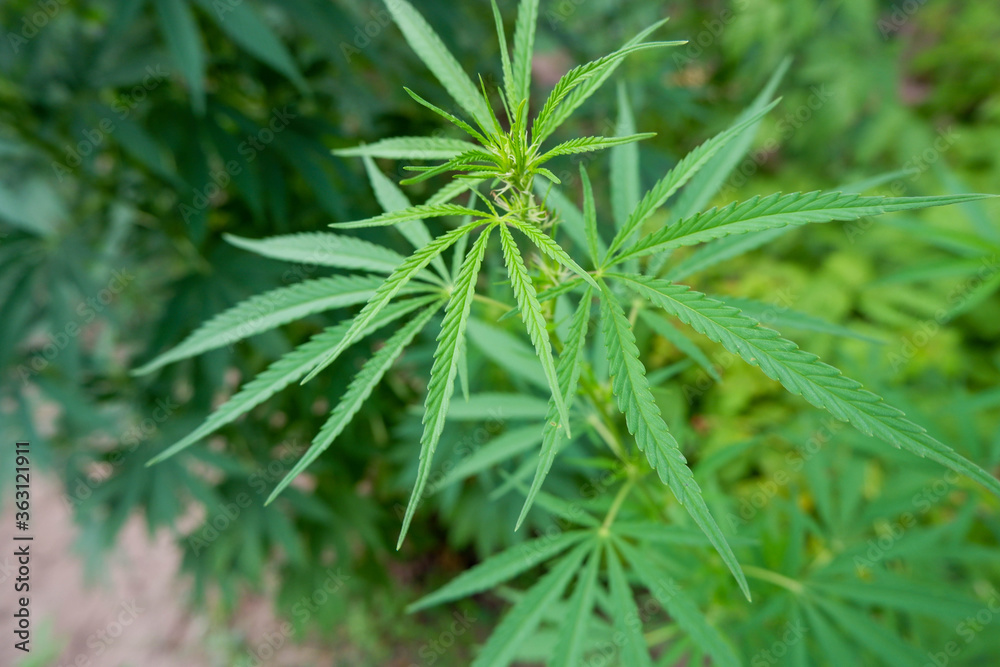 Cannabis background texture in the garden. Legalization Cannabis background texture in the garden. Legalization