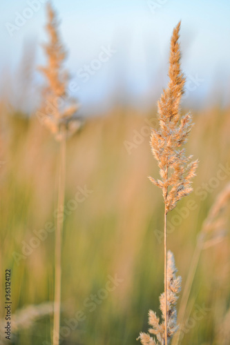 a tall dry blade of grass with a brush at the end of the stem in the soft light of the evening sun, a summer evening