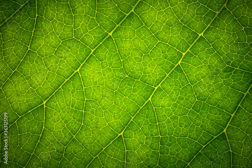 texture of green leaf close up 