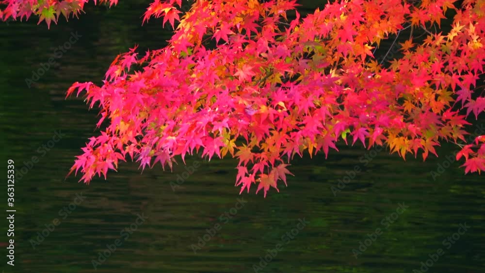 Autumn leaves with pond. Japanese maple leaves. 4K Autumn leaves with pond. Japanese maple leaves. 4K