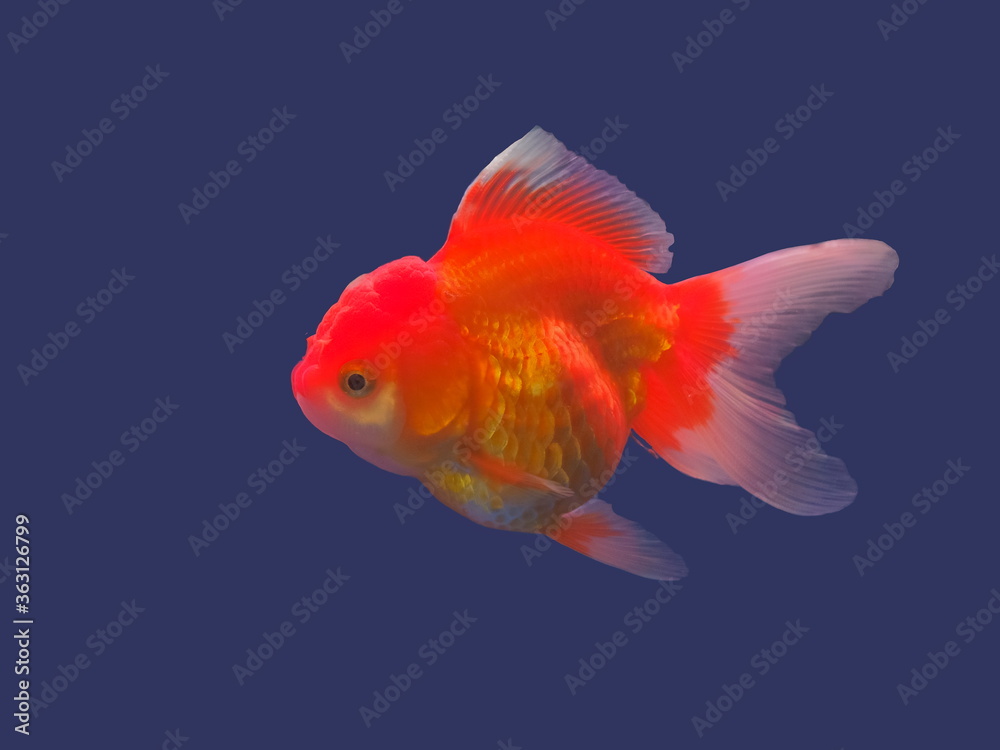 view of orange goldfish diving in glass fish tank isolated on blue background. view of orange goldfish diving in glass fish tank isolated on blue background.