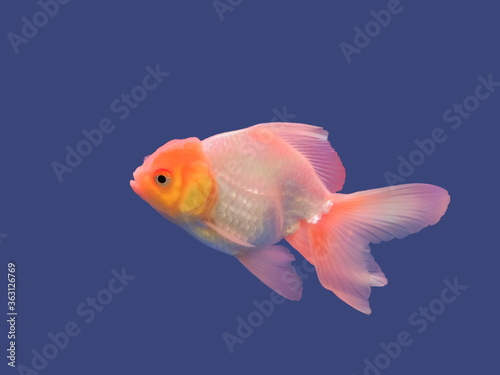 view of white goldfish diving in glass fish tank isolated on blue background.