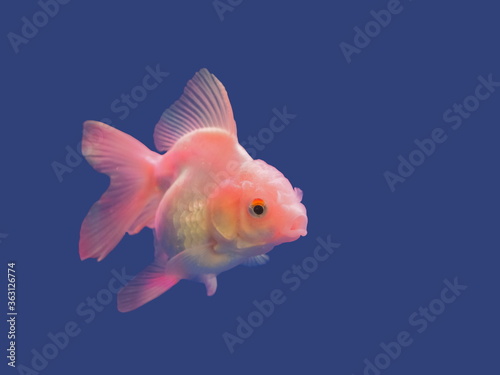 view of white goldfish diving in glass fish tank isolated on blue background. © Yuttana Joe