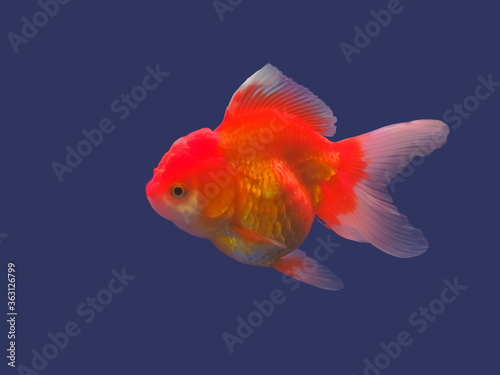 view of orange goldfish diving in glass fish tank isolated on blue background.
