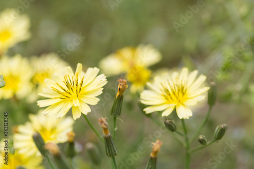 Outdoor spring, yellow and white small chrysanthemums close-up ，Ixeridium dentatum (Thunb.) Tzvel.  © Jianyi Liu 