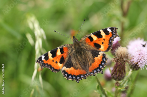 A pretty Small Tortoiseshell Butterfly, Aglais urticae, nectaring on a thistle flower.