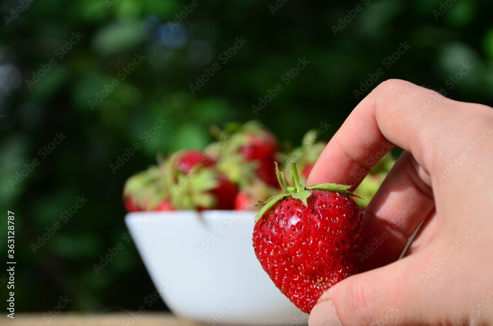 Obraz premium A close up of a Girl's hands holding a bunch of red fresh strawberries from the garden.