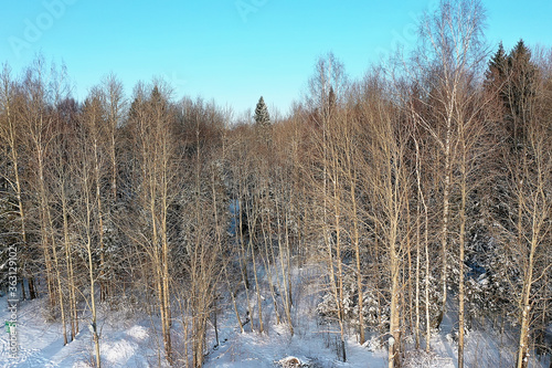 panorama winter forest landscape snow, abstract seasonal view of taiga, trees covered with snow
