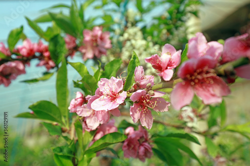 Peach blossoms in the greenhouse
