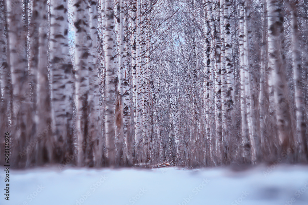 Fototapeta premium March birch forest, abstract blurred landscape in the forest