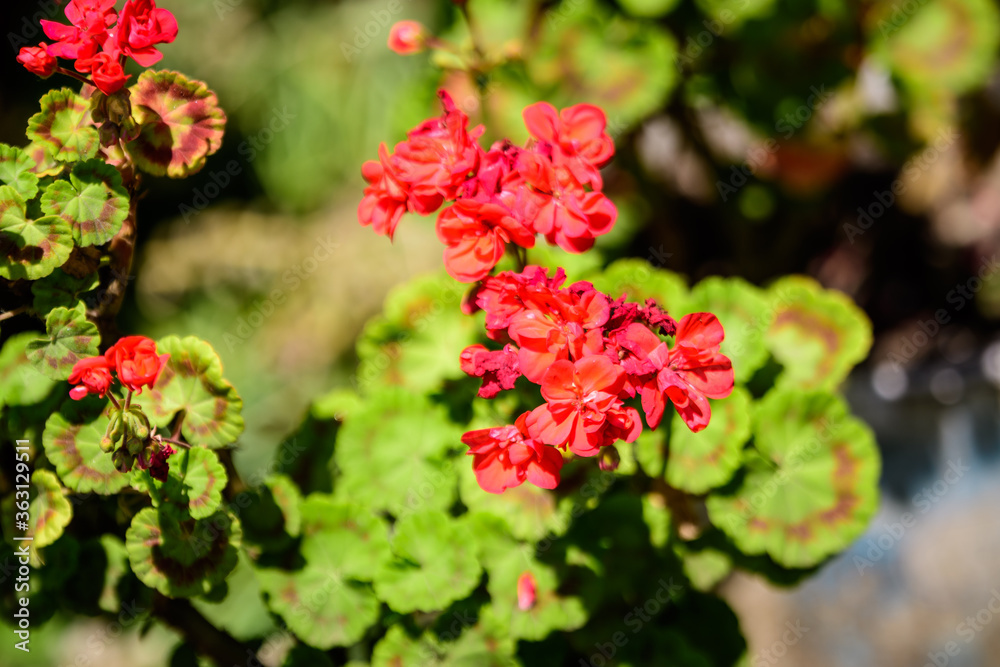 Group of vivid red Pelargonium flowers (commonly known as geraniums, pelargoniums or storksbills) and fresh green leaves in a pot in a garden in a sunny spring day, multicolor natural texture
