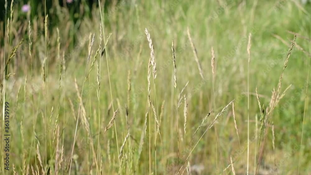 Green grass and straws blowing on a windy meadow beach