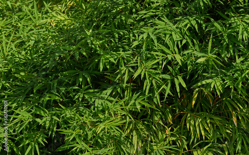 Background of the green leaves of bamboo