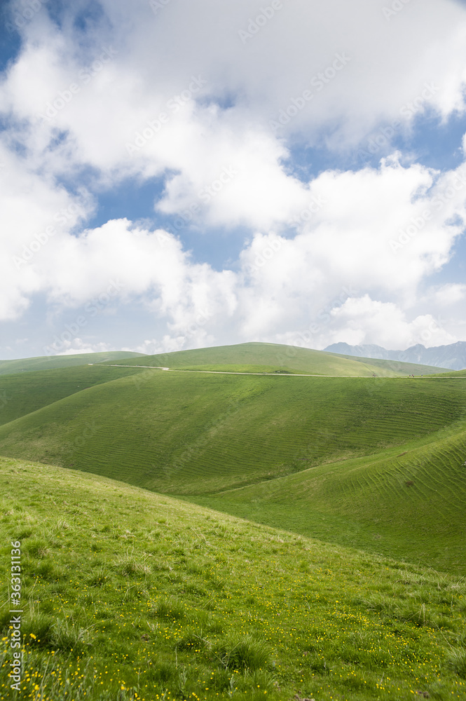 Obraz premium green grass and blue sky