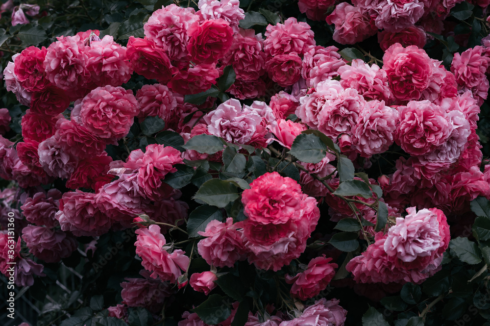 rose garden rose garden