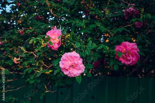 Garden pink rose on a bush. Beautiful bud