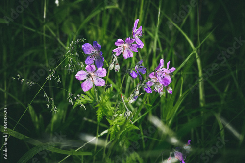 annual honesty. Small light purple flowers in green grass close-up