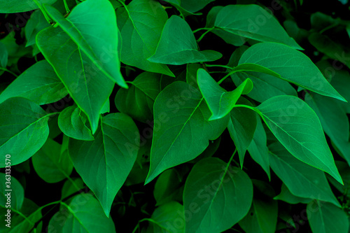Lilac flower on large green leaves. Texture, wallpaper, background. Nature. C...